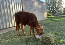Donaron una ternera a la escuela donde ladrones faenaron a un animal